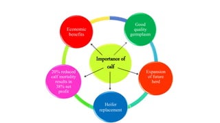 Importance of
calf
Good
quality
germplasm
Expansion
of future
herd
Heifer
replacement
20% reduced
calf mortality
results in
38% net
profit
Economic
benefits
 