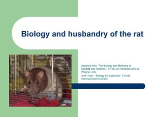 Biology and husbandry of the rat
Adapted from “The Biology and Medicine of
Rabbits and Rodents”, 3rd ed, JE Harkness and JE
Wagner, eds
And “Rats – Biology & Husbandry”, Florida
International University
 