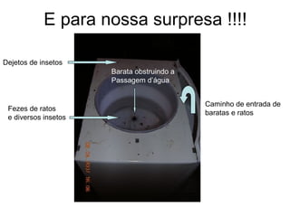 E para nossa surpresa !!!! Caminho de entrada de baratas e ratos Barata obstruindo a Passagem d’água Fezes de ratos e diversos insetos Dejetos de insetos 