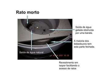 Rato morto Saída de água natural A maioria dos bebedouros tem esta parte fechada. Saída de água gelada obstruída por uma barata. Revestimento em isopor facilitando o acesso de ratos 