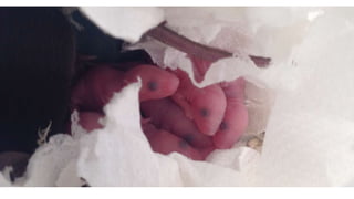 Fotos dos ratos recién nacidos