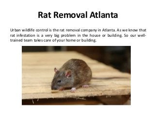 Rat Removal Atlanta
Urban wildlife control is the rat removal company in Atlanta. As we know that
rat infestation is a very big problem in the house or building. So our well-
trained team takes care of your home or building.
 
