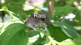 Rats
By Sofia
_
 