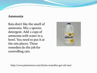 Home remedies to get rid of rats PPTX