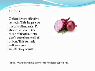 Home remedies to get rid of rats PPTX
