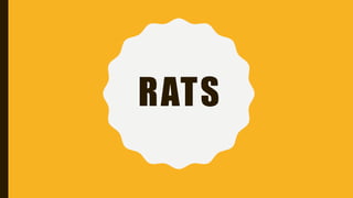 RATS
 