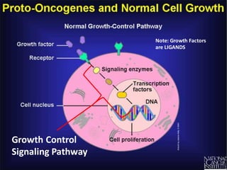 Growth	
  Control	
  
Signaling	
  Pathway
Note:	
  Growth	
  Factors	
  
are	
  LIGANDS
 