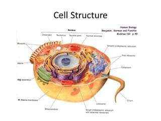 Cell	
  Structure
 