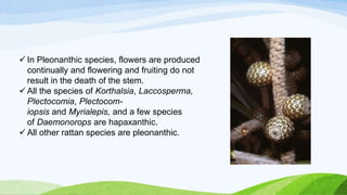  In Pleonanthic species, flowers are produced
continually and flowering and fruiting do not
result in the death of the stem.
 All the species of Korthalsia, Laccosperma,
Plectocomia, Plectocom-
iopsis and Myrialepis, and a few species
of Daemonorops are hapaxanthic.
 All other rattan species are pleonanthic.
 