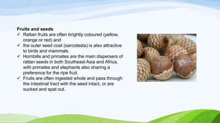 Fruits and seeds
 Rattan fruits are often brightly coloured (yellow,
orange or red) and
 the outer seed coat (sarcotesta) is also attractive
to birds and mammals.
 Hornbills and primates are the main dispersers of
rattan seeds in both Southeast Asia and Africa,
with primates and elephants also sharing a
preference for the ripe fruit.
 Fruits are often ingested whole and pass through
the intestinal tract with the seed intact, or are
sucked and spat out.
 