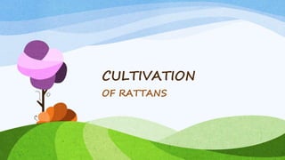 CULTIVATION
OF RATTANS
 