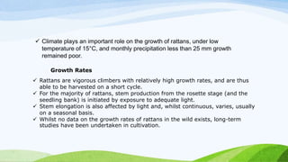 Climate plays an important role on the growth of rattans, under low
temperature of 15°C, and monthly precipitation less than 25 mm growth
remained poor.
 Rattans are vigorous climbers with relatively high growth rates, and are thus
able to be harvested on a short cycle.
 For the majority of rattans, stem production from the rosette stage (and the
seedling bank) is initiated by exposure to adequate light.
 Stem elongation is also affected by light and, whilst continuous, varies, usually
on a seasonal basis.
 Whilst no data on the growth rates of rattans in the wild exists, long-term
studies have been undertaken in cultivation.
Growth Rates
 