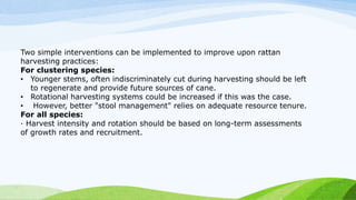 Two simple interventions can be implemented to improve upon rattan
harvesting practices:
For clustering species:
• Younger stems, often indiscriminately cut during harvesting should be left
to regenerate and provide future sources of cane.
• Rotational harvesting systems could be increased if this was the case.
• However, better "stool management" relies on adequate resource tenure.
For all species:
· Harvest intensity and rotation should be based on long-term assessments
of growth rates and recruitment.
 