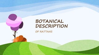 BOTANICAL
DESCRIPTION
OF RATTANS
 