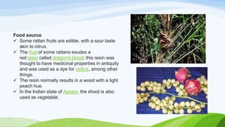 Food source
 Some rattan fruits are edible, with a sour taste
akin to citrus.
 The fruit of some rattans exudes a
red resin called dragon's blood; this resin was
thought to have medicinal properties in antiquity
and was used as a dye for violins, among other
things.
 The resin normally results in a wood with a light
peach hue.
 In the Indian state of Assam, the shoot is also
used as vegetable.
 