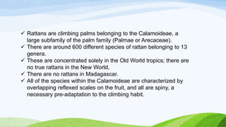  Rattans are climbing palms belonging to the Calamoideae, a
large subfamily of the palm family (Palmae or Arecaceae).
 There are around 600 different species of rattan belonging to 13
genera.
 These are concentrated solely in the Old World tropics; there are
no true rattans in the New World,
 There are no rattans in Madagascar.
 All of the species within the Calamoideae are characterized by
overlapping reflexed scales on the fruit, and all are spiny, a
necessary pre-adaptation to the climbing habit.
 