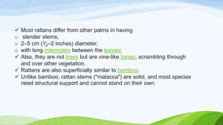  Most rattans differ from other palms in having
o slender stems,
o 2–5 cm (3⁄4–2 inches) diameter,
o with long internodes between the leaves;
 Also, they are not trees but are vine-like lianas, scrambling through
and over other vegetation.
 Rattans are also superficially similar to bamboo.
 Unlike bamboo, rattan stems ("malacca") are solid, and most species
need structural support and cannot stand on their own.
 