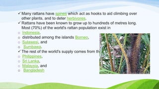  Many rattans have spines which act as hooks to aid climbing over
other plants, and to deter herbivores.
 Rattans have been known to grow up to hundreds of metres long.
Most (70%) of the world's rattan population exist in
o Indonesia,
o distributed among the islands Borneo,
o Sulawesi, and
o Sumbawa.
 The rest of the world's supply comes from the
o Philippines,
o Sri Lanka,
o Malaysia, and
o Bangladesh
 