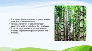  The range of rattans extends from sea level to
more than 3 000 m elevation,
 from equatorial rain forests to monsoon
savannahs and the foothills of the Himalayas.
 Thus the large number of rattan species is
matched by great ecological adaptation and
diversity.
 