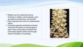  Rattans can be clustering (clump-
forming) or solitary; some species, such
as Calamus subinermis, can be both.
 Other species have short or subterranean
stems.
 Clustering species sometimes possess
more than 50 stems of varying ages in
each clump and produce suckers that
continually replace stems lost through
natural mortality or harvesting.
 