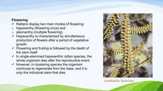 Flowering
 Rattans display two main modes of flowering:
o hapaxanthy (flowering once) and
o pleonanthy (multiple flowering).
 Hapaxanthy is characterized by simultaneous
production of flowers after a period of vegetative
growth.
 Flowering and fruiting is followed by the death of
the stem itself.
 In single-stemmed hapaxanthic rattan species, the
whole organism dies after the reproductive event.
 However, in clustering species the organism
continues to regenerate from the base, and it is
only the individual stem that dies.
korthalsia laciniosa
 