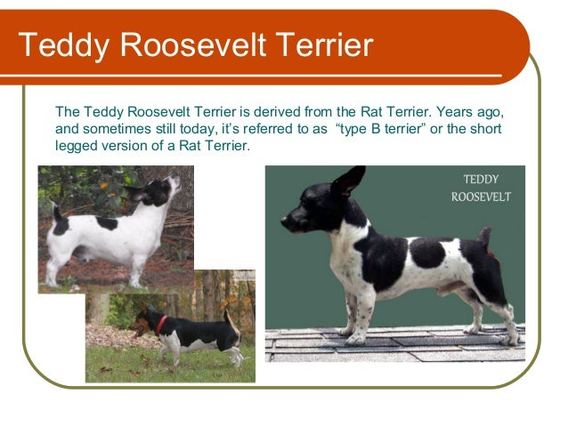 teddy roosevelt rat terrier