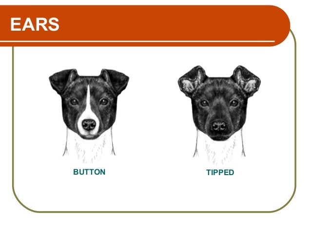 Dog With Dfolded Ears Dog With Dfolded Ears