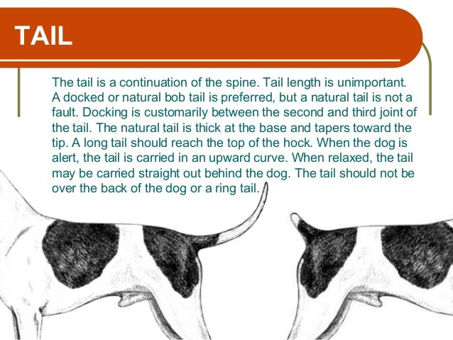 rat terrier tail