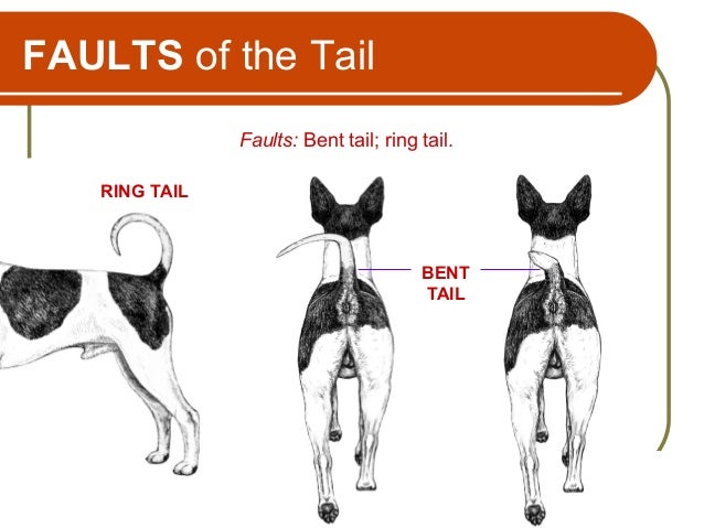 Rat Terrier Breed Seminar