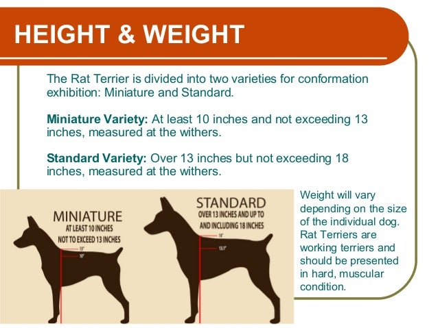 rat terriers at work