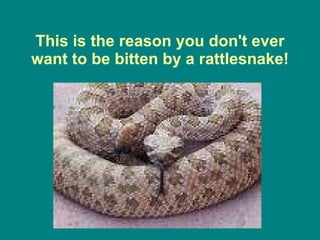 This is the reason you don't ever want to be bitten by a rattlesnake! 