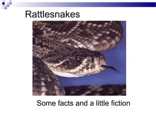 Rattlesnakes
Some facts and a little fiction
 