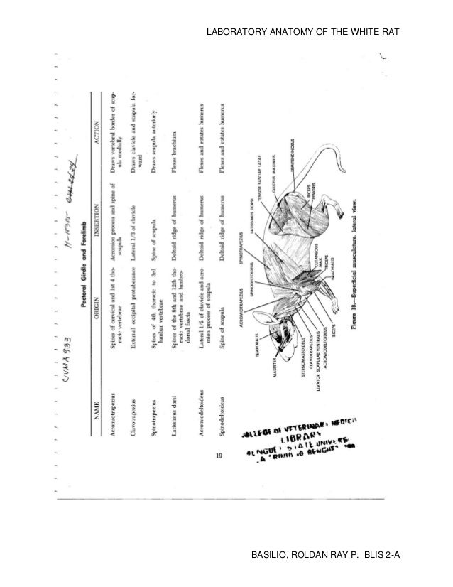 Diagram of a rat with label image