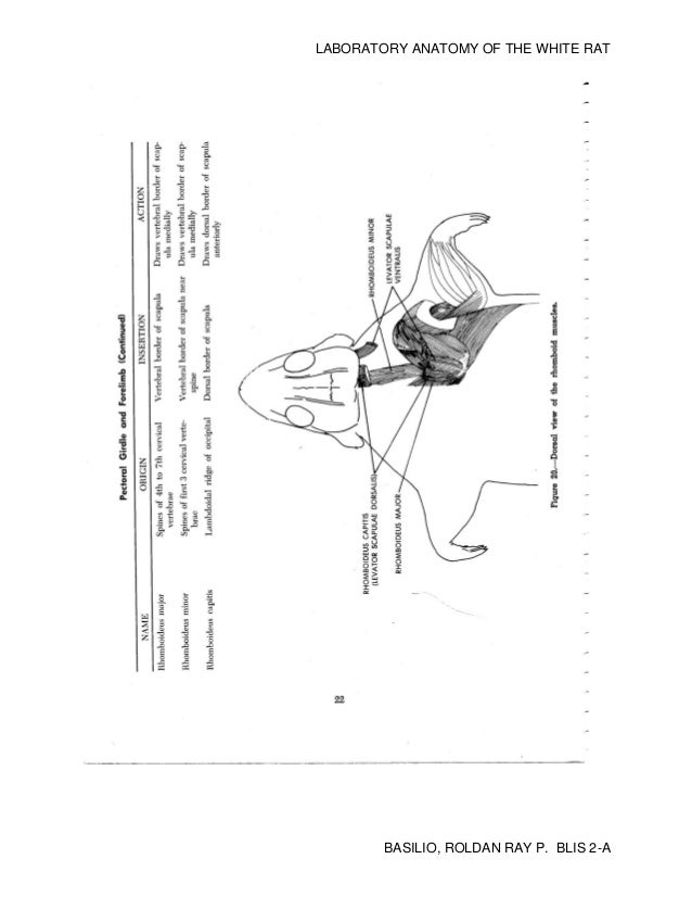 Rat dissection lab practical picture