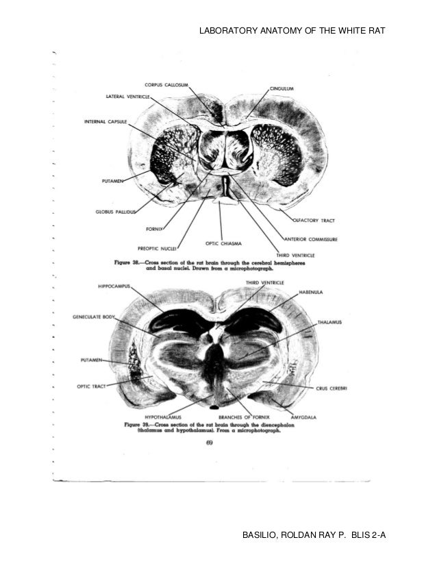 Rat Dissection Guide