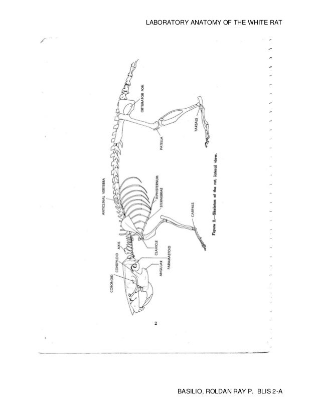 Essay on white rat anatomy picture