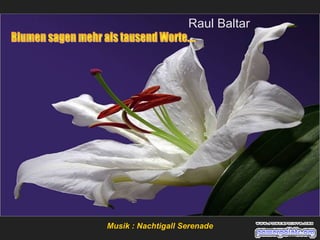 Musik : Nachtigall Serenade
Raul Baltar
 