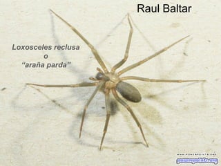 Raul Baltar

Loxosceles reclusa
o
“araña parda”

sonialilianafio@yahoo.com.ar

 
