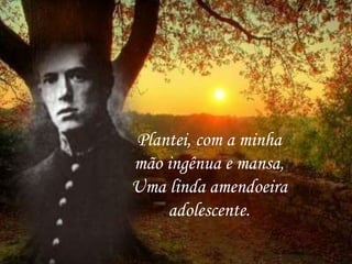 Plantei, com a minha
mão ingênua e mansa,
Uma linda amendoeira
adolescente.
 