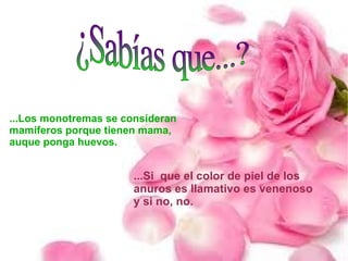 ...Los monotremas se consideran mamiferos porque tienen mama, auque ponga huevos. ...Si  que el color de piel de los anuros es llamativo es venenoso y si no, no. ¿Sabías que...? 