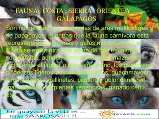 FAUNA : COSTA , SIERRA , ORIENTE Y
              GALAPAGOS
Son numerosas las variedades de aras multicolores y
de papagayos, mientras que la fauna carnívora está
representada por pumas y gatos monteses. En la
Costa se encuentra una fauna de tipo ecuatorial,
comparable, aunque menos rica, a la amazónica,
incluyendo el jaguar o tigre americano, los perezosos
o "pericos ligeros", osos hormigueros, guacamayos,
loros, tucanes, gallinetas, piqueros, golondrinas de
mar, lagartos, serpientes venenosas, ganado cebú,
etc.
 