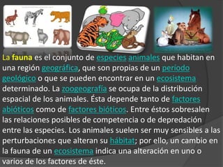 La fauna es el conjunto de especies animales que habitan en
una región geográfica, que son propias de un período
geológico o que se pueden encontrar en un ecosistema
determinado. La zoogeografía se ocupa de la distribución
espacial de los animales. Ésta depende tanto de factores
abióticos como de factores bióticos. Entre éstos sobresalen
las relaciones posibles de competencia o de depredación
entre las especies. Los animales suelen ser muy sensibles a las
perturbaciones que alteran su hábitat; por ello, un cambio en
la fauna de un ecosistema indica una alteración en uno o
varios de los factores de éste.
 