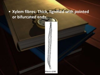 • Xylem fibres: Thick, lignified with pointed
or bifurcated ends.
 