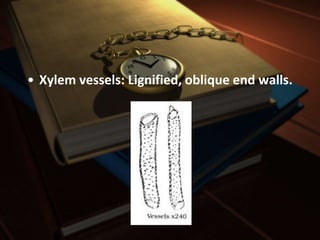 • Xylem vessels: Lignified, oblique end walls.
 