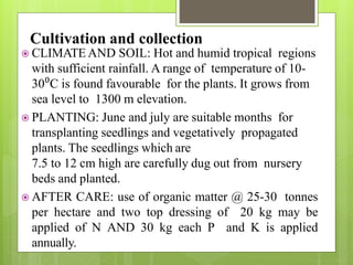  CLIMATE AND SOIL: Hot and humid tropical regions
with sufficient rainfall. A range of temperature of 10-
30⁰C is found favourable for the plants. It grows from
sea level to 1300 m elevation.
 PLANTING: June and july are suitable months for
transplanting seedlings and vegetatively propagated
plants. The seedlings which are
7.5 to 12 cm high are carefully dug out from nursery
beds and planted.
 AFTER CARE: use of organic matter @ 25-30 tonnes
per hectare and two top dressing of 20 kg may be
applied of N AND 30 kg each P and K is applied
annually.
Cultivation and collection
 