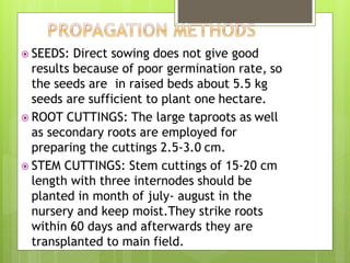  SEEDS: Direct sowing does not give good
results because of poor germination rate, so
the seeds are in raised beds about 5.5 kg
seeds are sufficient to plant one hectare.
 ROOT CUTTINGS: The large taproots as well
as secondary roots are employed for
preparing the cuttings 2.5-3.0 cm.
 STEM CUTTINGS: Stem cuttings of 15-20 cm
length with three internodes should be
planted in month of july- august in the
nursery and keep moist.They strike roots
within 60 days and afterwards they are
transplanted to main field.
 
