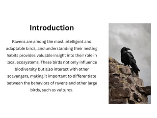 Raven Nesting Habits and Their Impact on Local Biodiversity. | PDF