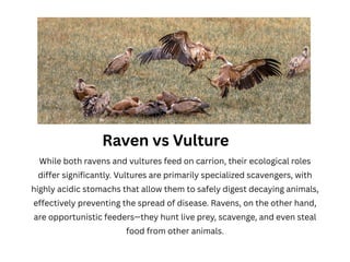 Raven Nesting Habits and Their Impact on Local Biodiversity. | PDF