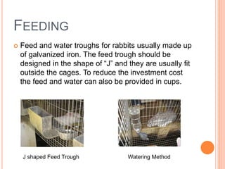 FEEDING
 Feed and water troughs for rabbits usually made up
of galvanized iron. The feed trough should be
designed in the shape of “J” and they are usually fit
outside the cages. To reduce the investment cost
the feed and water can also be provided in cups.
J shaped Feed Trough Watering Method
 