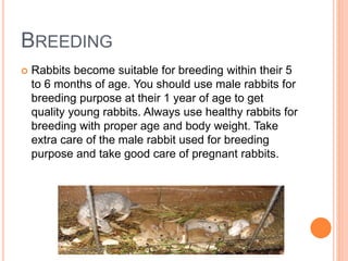 BREEDING
 Rabbits become suitable for breeding within their 5
to 6 months of age. You should use male rabbits for
breeding purpose at their 1 year of age to get
quality young rabbits. Always use healthy rabbits for
breeding with proper age and body weight. Take
extra care of the male rabbit used for breeding
purpose and take good care of pregnant rabbits.
 